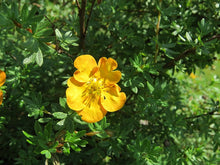 Load image into Gallery viewer, Shrubby Cinquefoil (Gallon)