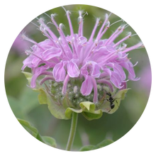 Load image into Gallery viewer, Bee Balm (Wild Bergamot) (2" pot) freeshipping - Rochester Pollinators