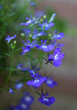 Load image into Gallery viewer, Blue Lobelia (2")