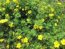 Load image into Gallery viewer, Shrubby Cinquefoil (Gallon)
