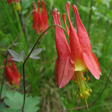 Load image into Gallery viewer, Columbine (Native) Seeds
