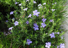 Load image into Gallery viewer, Wild Petunia, aka Fringe-Leaf Wild Petunia (2&quot; pot)
