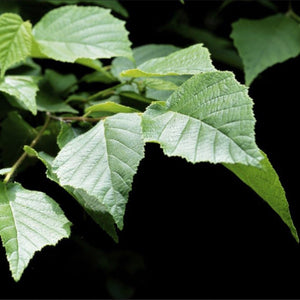 American Hazelnut (1 Gal) (Reserved for Special Order)