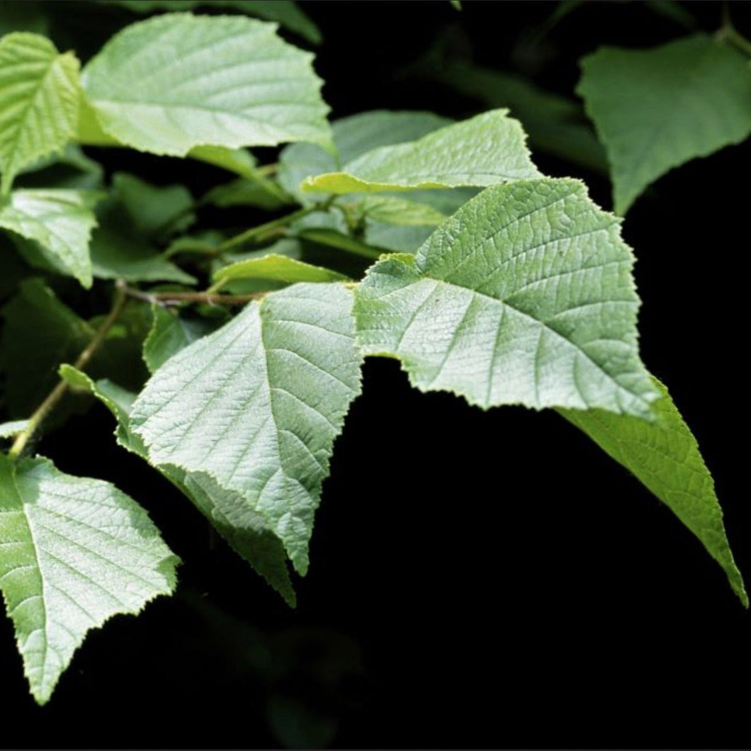 American Hazelnut (1 Gal) (Reserved for Special Order)