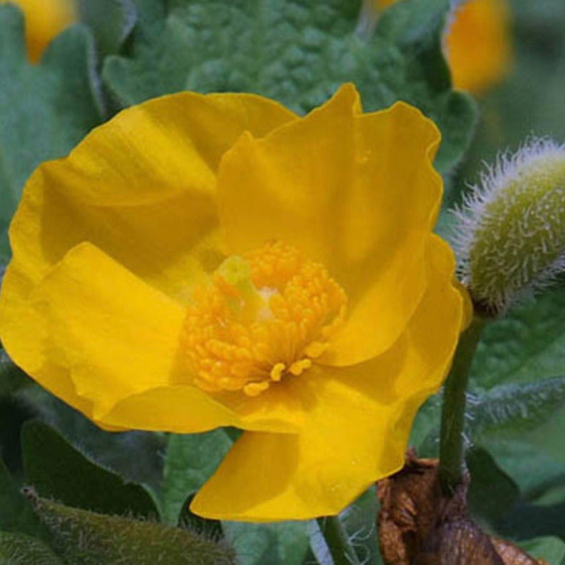 Wood Poppy (2.5