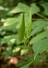 Load image into Gallery viewer, Poke Milkweed (2.5&quot;)
