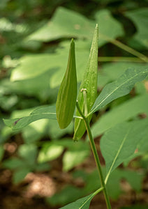 Poke Milkweed (2.5")