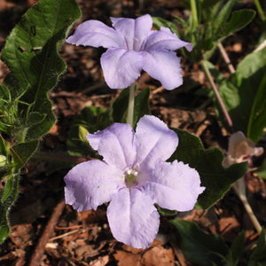 Wild Petunia, aka Fringe-Leaf Wild Petunia (2" pot)