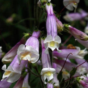 NEW! High and Dry Native Garden Kit (16 plants)