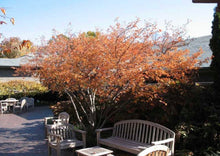 Load image into Gallery viewer, Serviceberry, aka June Berry (7 Gal, approx 3-4' tall, 3' wide) (Special Orders)
