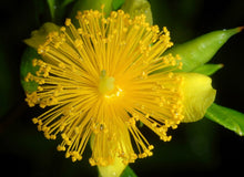 Load image into Gallery viewer, Shrubby St. John's Wort (Gallon)

