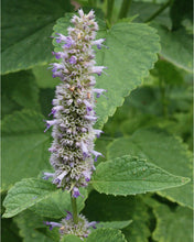 Load image into Gallery viewer, Anise Hyssop (2&quot;)

