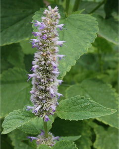 Anise Hyssop (2")