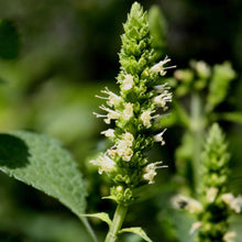Load image into Gallery viewer, Yellow Giant Hyssop (2" pot)
