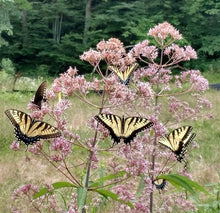 Load image into Gallery viewer, Five Sisters Garden Kit, NEW! (5 different plants that are beautiful together!)
