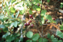 Load image into Gallery viewer, Sand Cherry (1 Gal)
