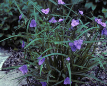 Load image into Gallery viewer, Spiderwort (2&quot;)

