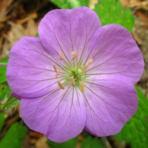 Wild Geranium, aka Cranesbill (2.5" prem.)