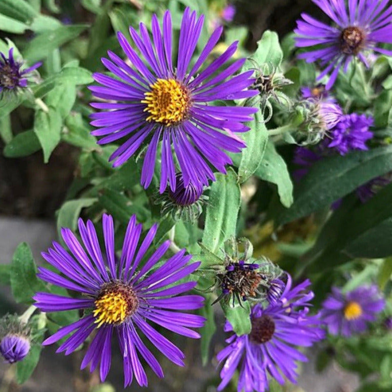 New England Aster Seeds – Rochester Pollinators