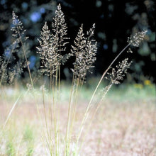 Load image into Gallery viewer, Let it Rain! Rain Garden Starter Kit (24 plants)
