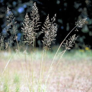 Let it Rain! Rain Garden Starter Kit (24 plants)