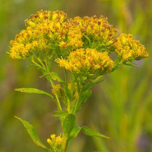 Load image into Gallery viewer, Riddell&#39;s Golden Rod Seeds
