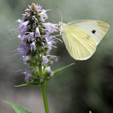 Load image into Gallery viewer, Anise Hyssop (2&quot;)
