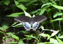 Load image into Gallery viewer, Spicebush (plug) freeshipping - Rochester Pollinators
