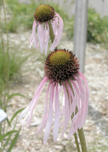 Load image into Gallery viewer, NEW! High and Dry Native Garden Kit (16 plants)
