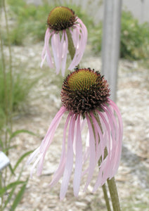 NEW! High and Dry Native Garden Kit (16 plants)