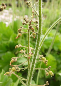 Alumroot, aka Native Coral Bells (2" pot)