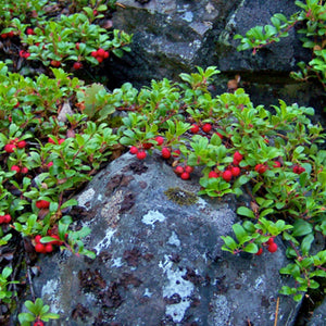 Bearberry (gallon) (Reserved Spec Orders)