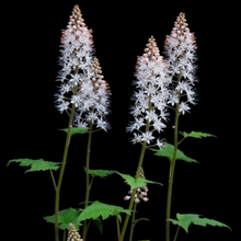Load image into Gallery viewer, Native Shade Garden Kit (14 plants)
