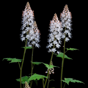 Native Shade Garden Kit (14 plants)