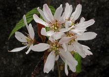 Load image into Gallery viewer, Serviceberry, aka June Berry (7 Gal, approx 3-4' tall, 3' wide) (Special Orders)
