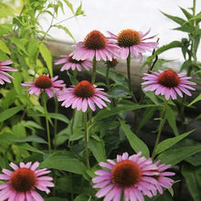 Load image into Gallery viewer, Purple Cone Flower Seeds

