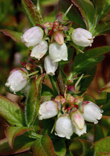 Load image into Gallery viewer, Lowbush Blueberry (Gallon) freeshipping - Rochester Pollinators
