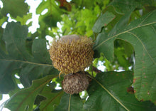 Load image into Gallery viewer, Bur Oak (7 Gallon) (Spec Order)
