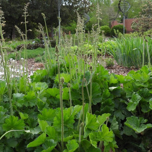 Alumroot, aka Native Coral Bells (2" pot)