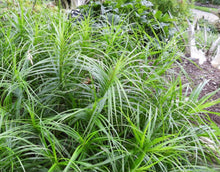 Load image into Gallery viewer, Muskingum Sedge (2")
