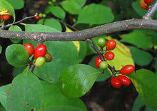 Load image into Gallery viewer, Spicebush (plug) freeshipping - Rochester Pollinators
