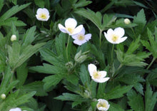 Load image into Gallery viewer, Canada Anemone (2&quot; pot)
