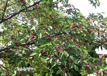 Load image into Gallery viewer, Serviceberry, aka June Berry (7 Gal, approx 3-4' tall, 3' wide) (Special Orders)
