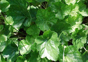 Alumroot, aka Native Coral Bells (2" pot)