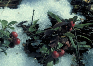 Bearberry (gallon) (Reserved Spec Orders)