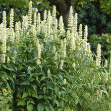 Load image into Gallery viewer, Yellow Giant Hyssop (2" pot)
