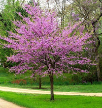 Load image into Gallery viewer, Eastern Red Bud Tree (Quart)
