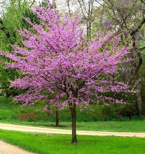 Eastern Red Bud Tree (Quart)