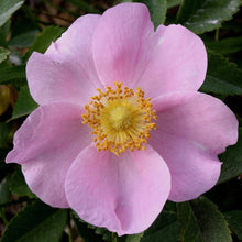 Load image into Gallery viewer, Pasture Rose (Gallon) (Reserved for Spec Orders)
