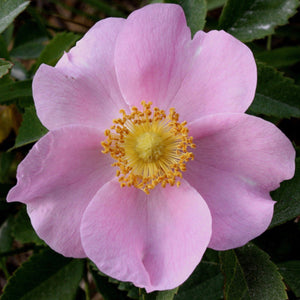 Pasture Rose (Gallon) (Reserved for Spec Orders)